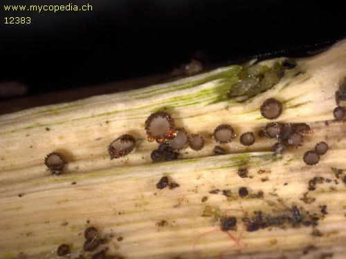 Trichopezizella nidulus - 