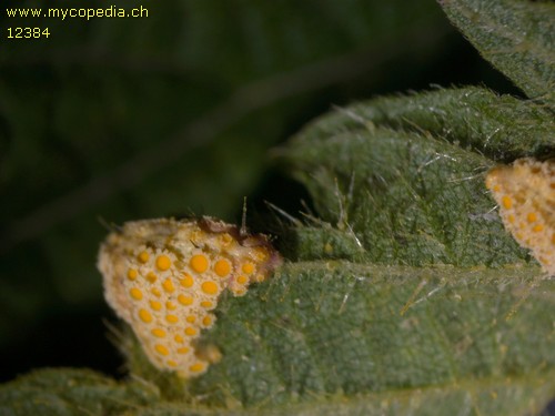 Puccinia urticata - 