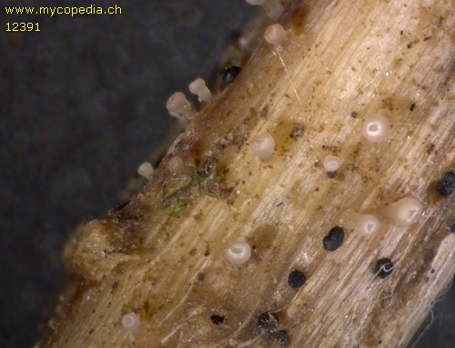 Cyathicula cyathoidea - 