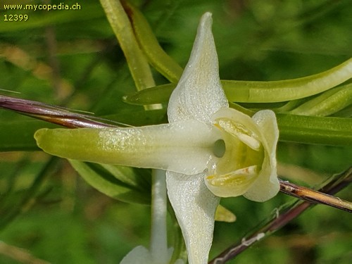 Platanthera chlorantha - 