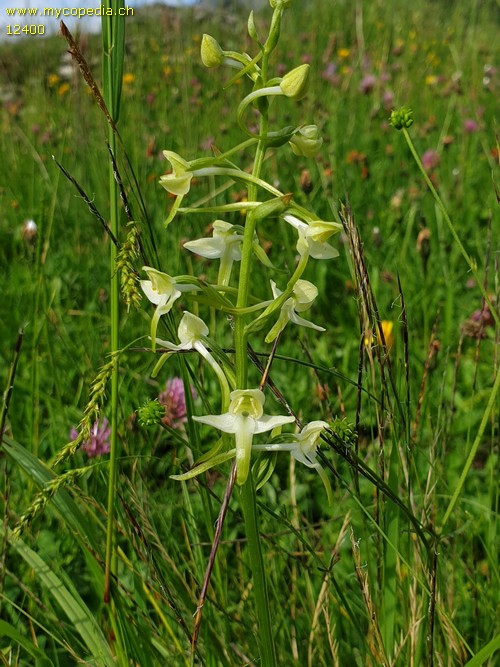 Platanthera chlorantha - 