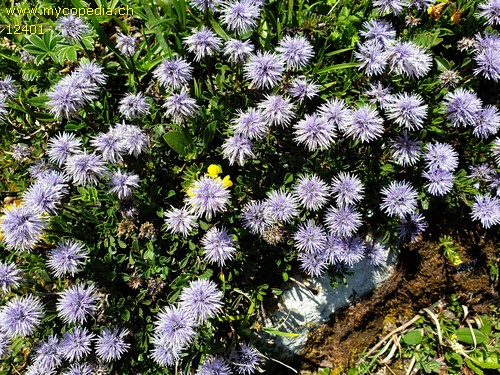 Jasione montana - 