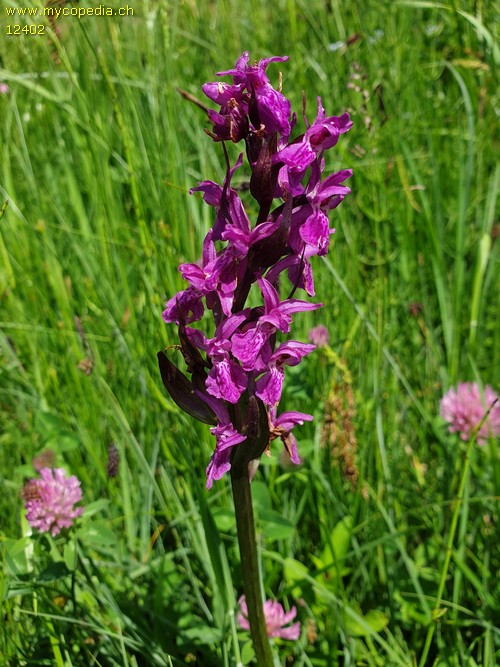 Dactylorhiza majalis - 