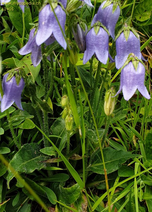 Campanula barbata - 