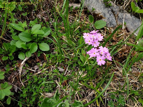 Primula farinosa - 