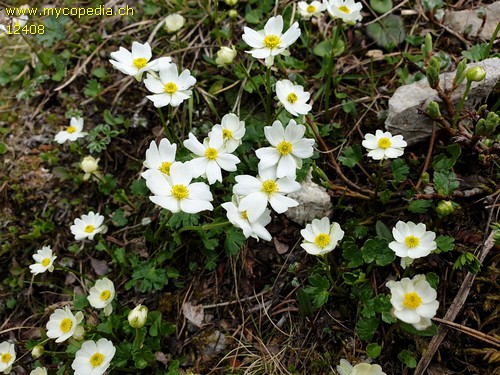 Ranunculus alpestris - 