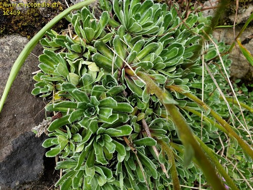 Saxifraga paniculata - 