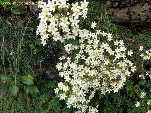 Saxifraga paniculata - 