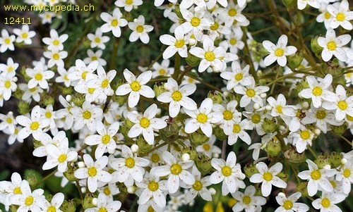 Saxifraga paniculata - 