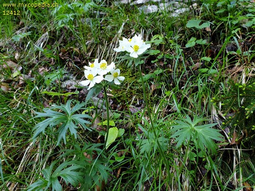 Ranunculus platanifolius - 