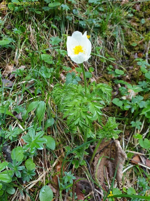 Pulsatilla alpina - 