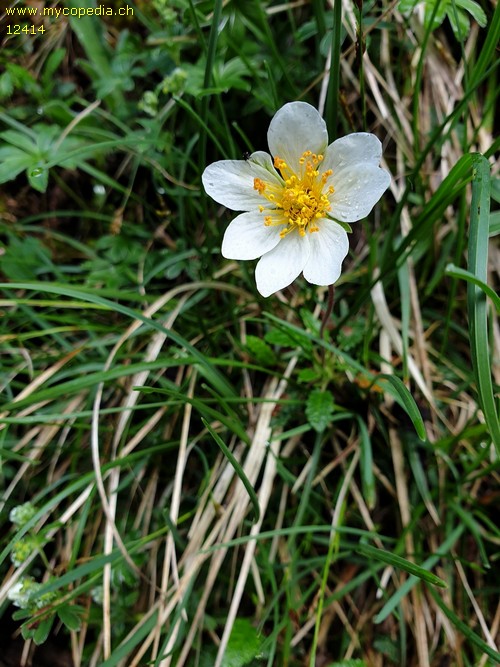 Dryas octopetala - 