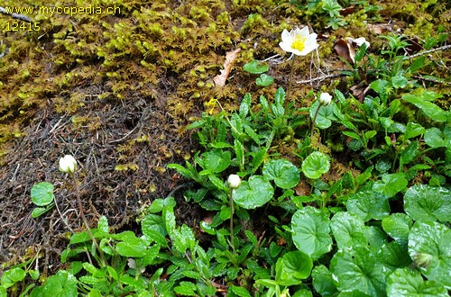 Dryas octopetala - 