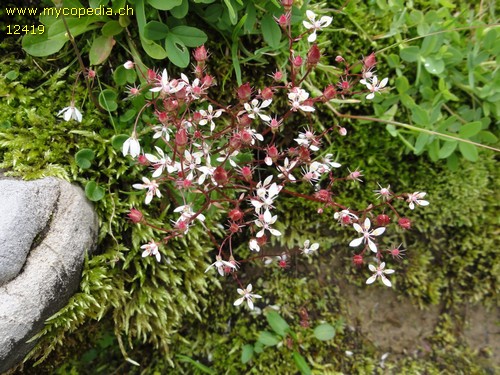 Saxifraga stellaris - 