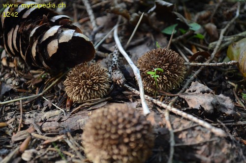 Lycoperdon echinatum - 