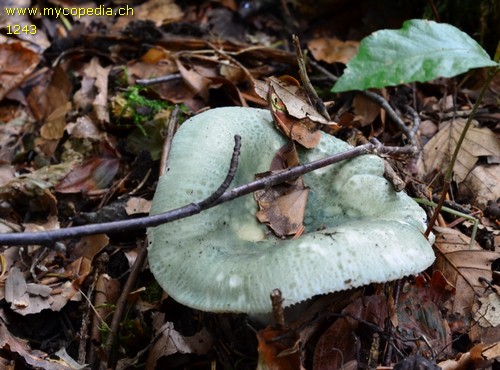 Russula virescens - 