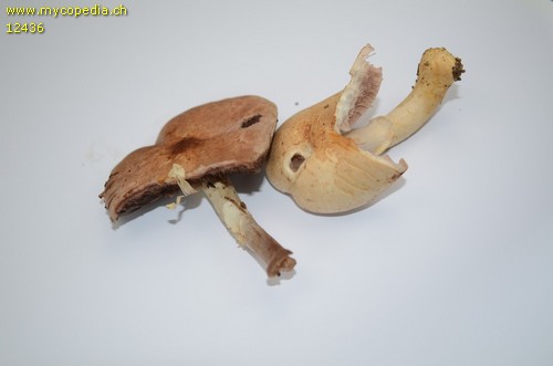 Agaricus luteomaculatus - 