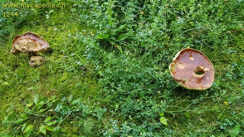 Boletus edulis - 