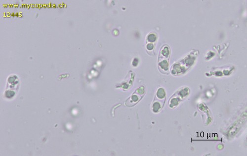 Calocera cornea - Sporen - 