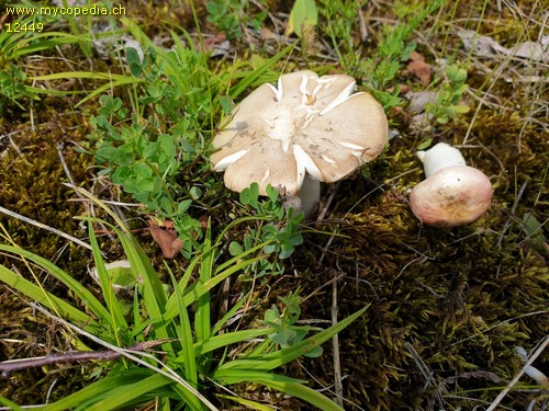 Russula exalbicans - 