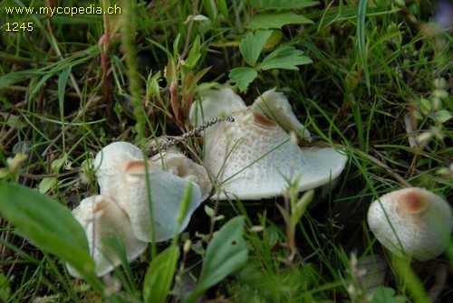 Lepiota cristata - 