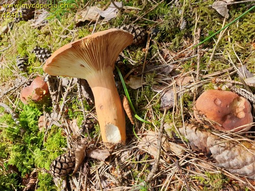 Lactifluus volemus - 