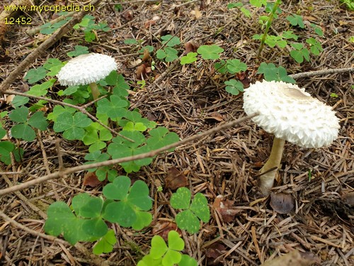 Leucoagaricus nympharum - 