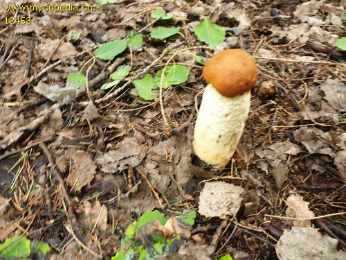 Leccinum rufum - 