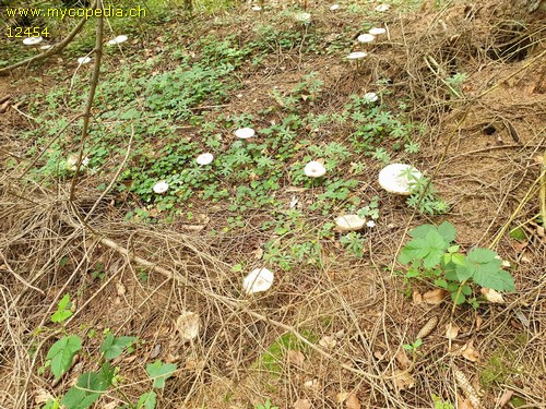 Leucoagaricus nympharum - 