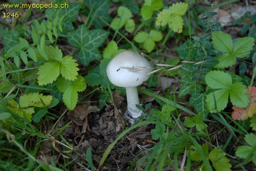 Amanita lactea - 