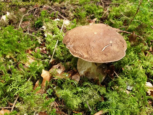 Boletus reticulatus - 