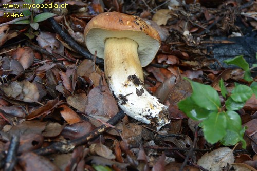 Butyriboletus appendiculatus - 