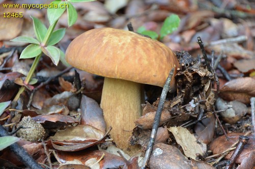 Butyriboletus appendiculatus - 