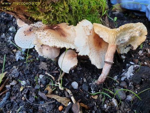 Lepiota lilacea - 