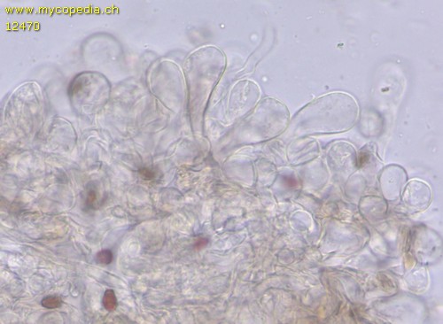 Lepiota lilacea - HDS - 