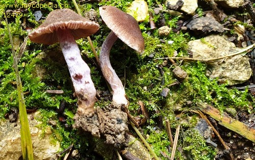 Inocybe pusio - 