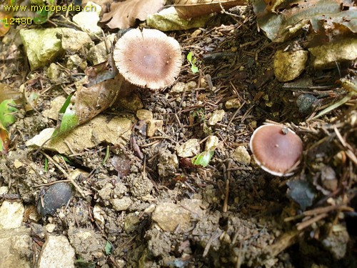 Inocybe pusio - 