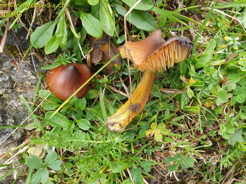 Hygrocybe conica - 