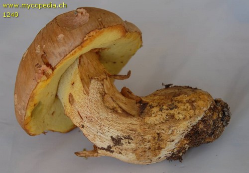 Butyriboletus appendiculatus - 