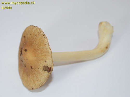 Inocybe praetervisa - 