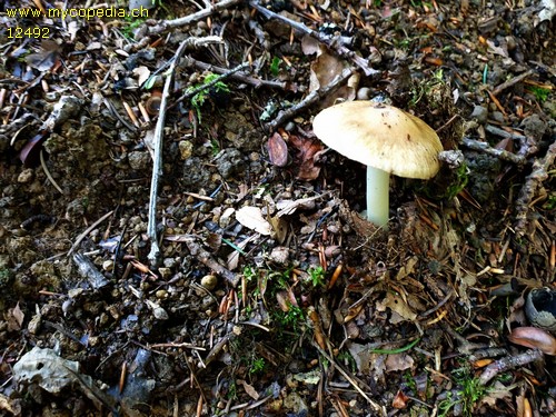 Inocybe praetervisa - 