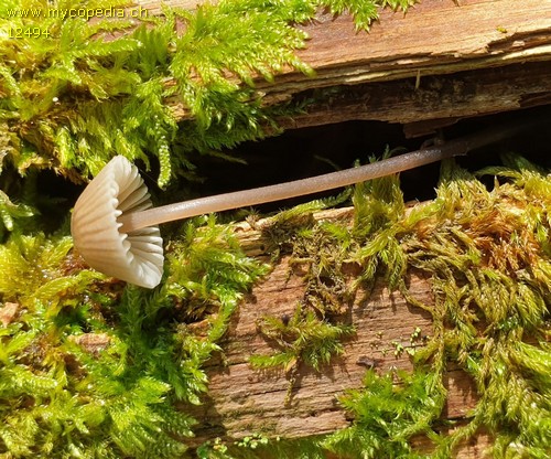 Mycena abramsii - 