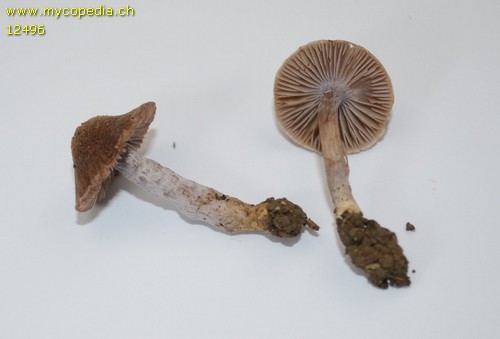 Inocybe pusio - 