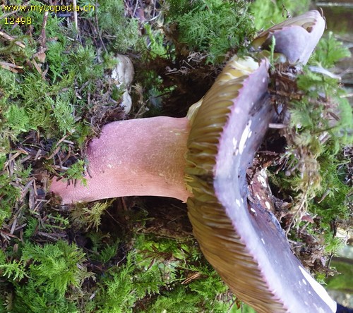 Russula olivacea - 