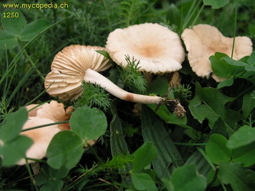 Marasmius oreades - 