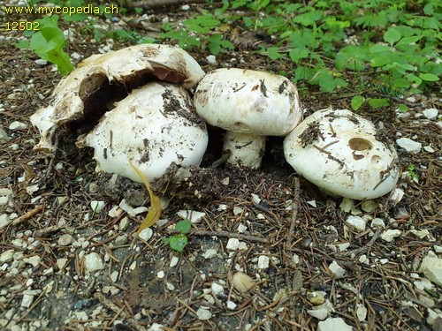 Agaricus bitorquis - 