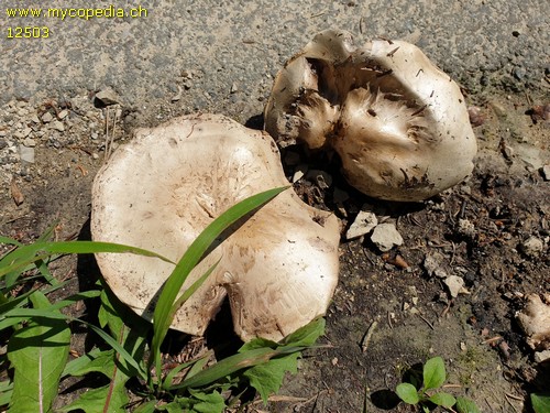 Agaricus bitorquis - 