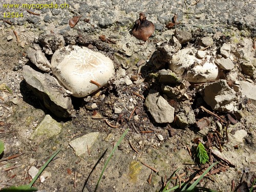 Agaricus bitorquis - 