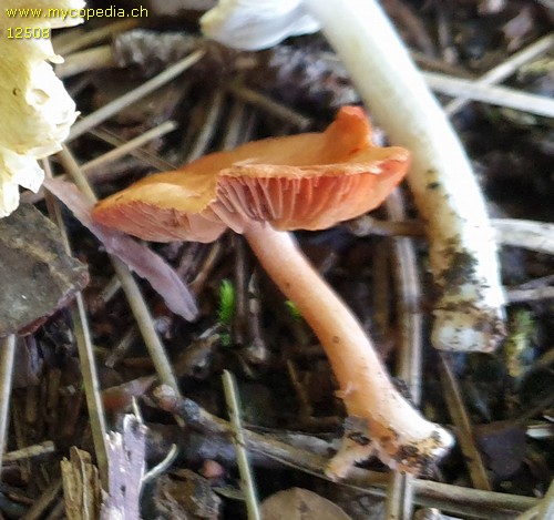 Inocybe godeyi - 