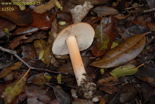 Inocybe godeyi - 